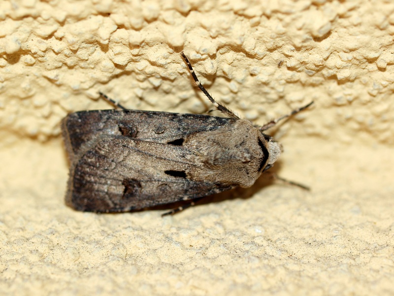 Noctuidae